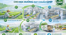 Quy trình sản xuất thực phẩm sạch cho học đường đạt chuẩn GMP